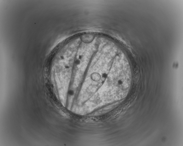 X0000096441255200802211202