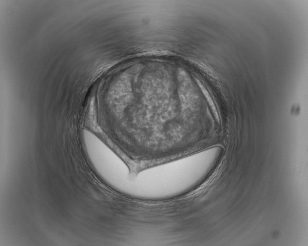 X0000096441257200802211202