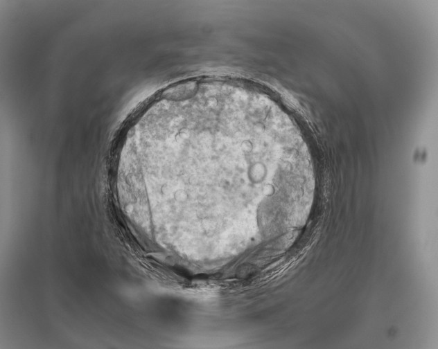 X0000096441263200802211202