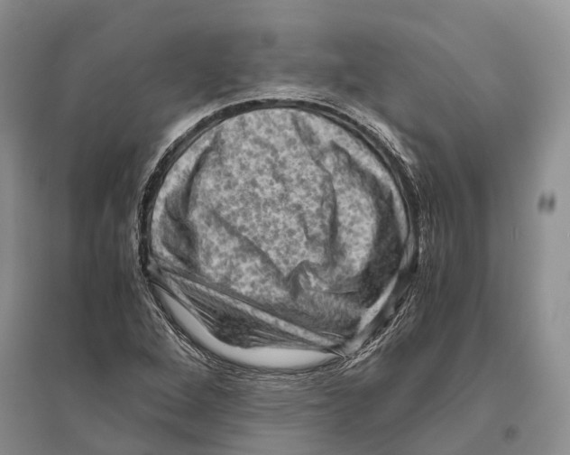 X0000096441264200802211202