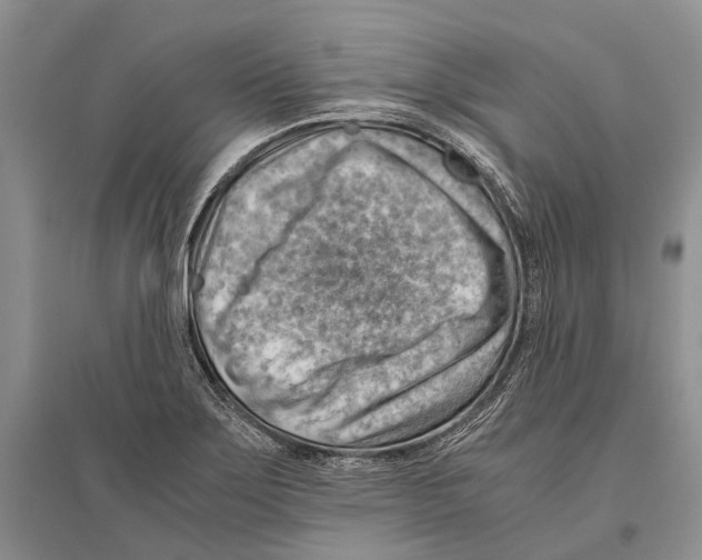 X0000096441275200802211202