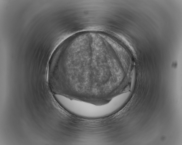 X0000096441276200802211202