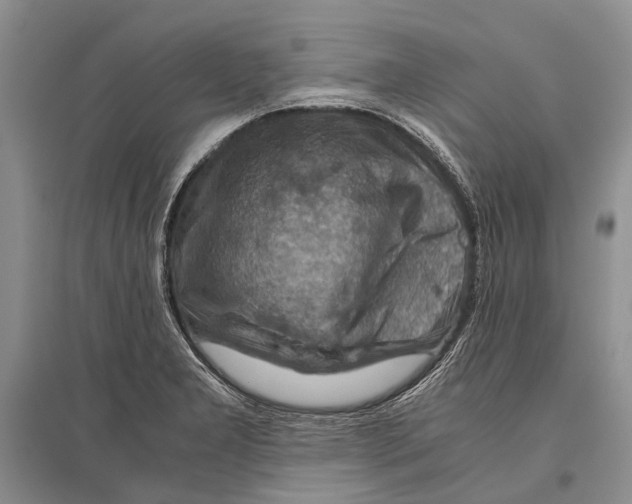 X0000096441277200802211202