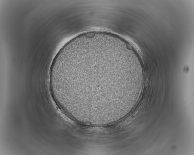 X0000096441287200802211201