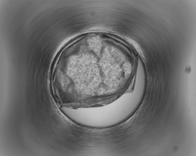 X0000096441288200802211201