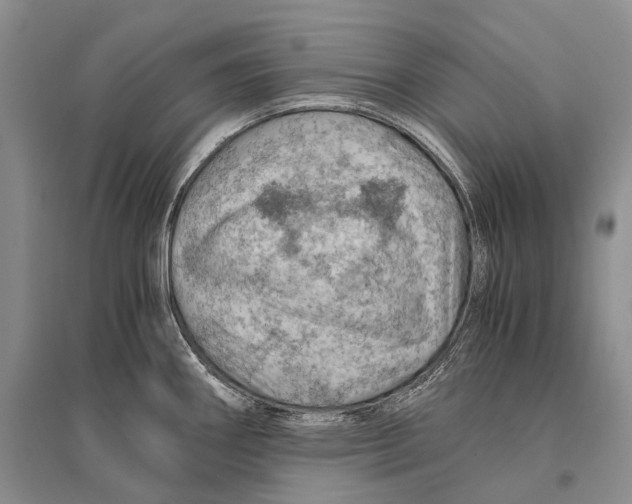 X0000096441290200802211201