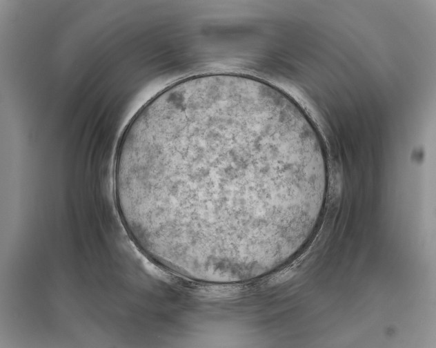 X0000096441294200802211201