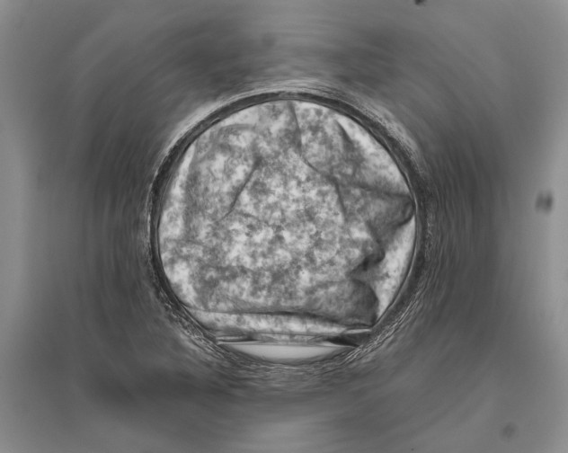 X0000096441316200802211201