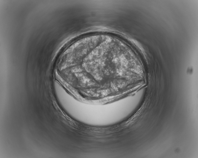 X0000096441318200802211201