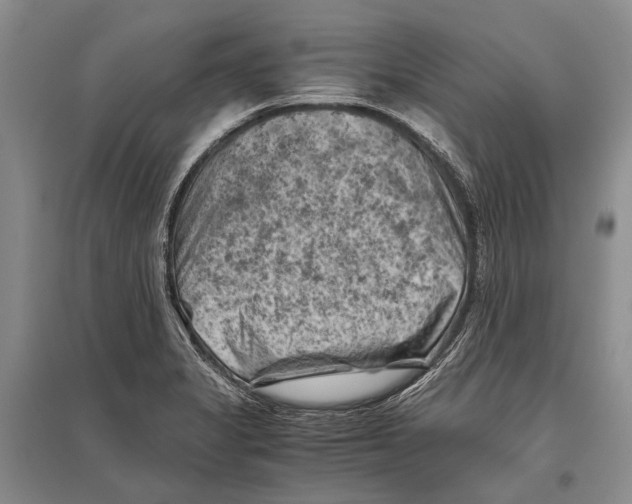 X0000096441325200802211201