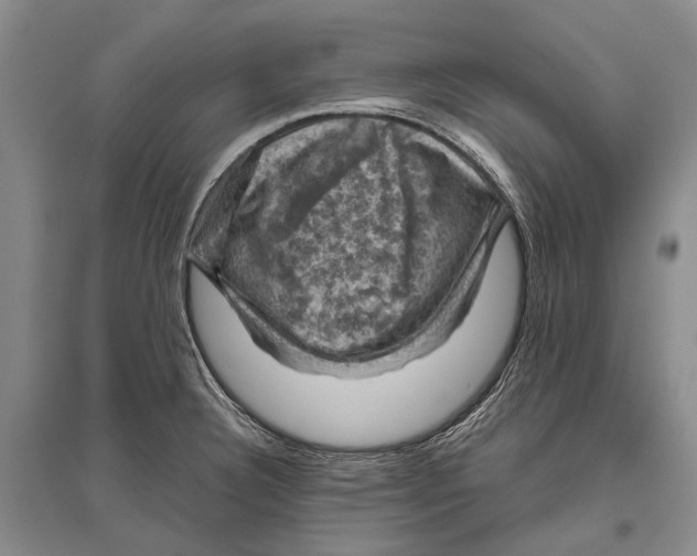 X0000096441332200802211201