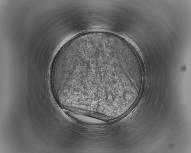 X0000096441333200802211201