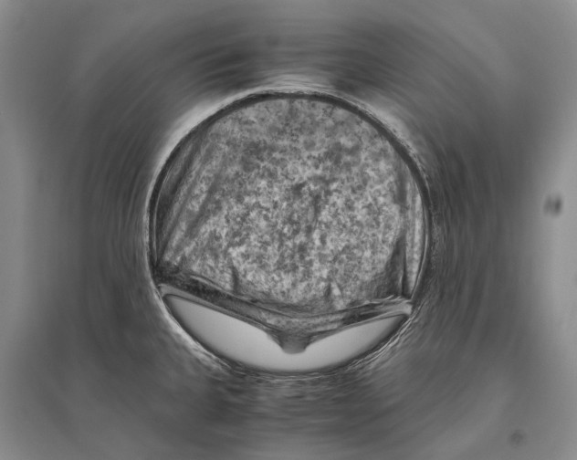 X0000096441335200802211201