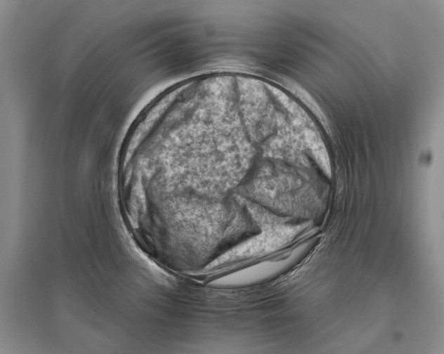 X0000096441339200802211201