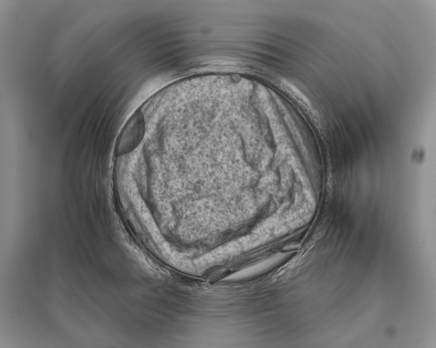 X0000096441378200802211200