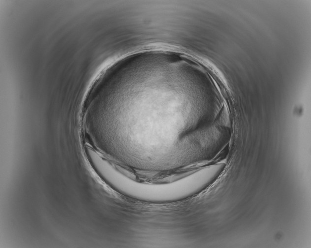 X0000096441381200802211200