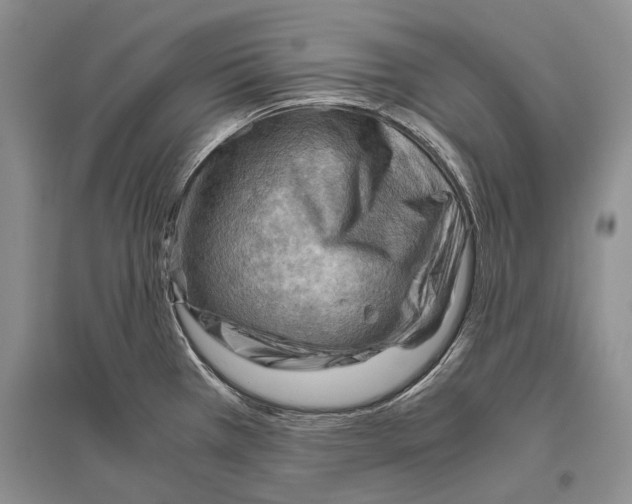 X0000096441385200802211200