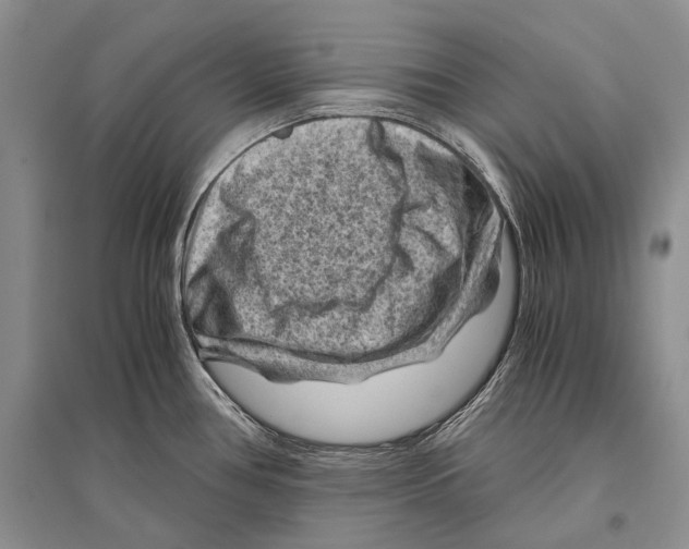 X0000096441386200802211200