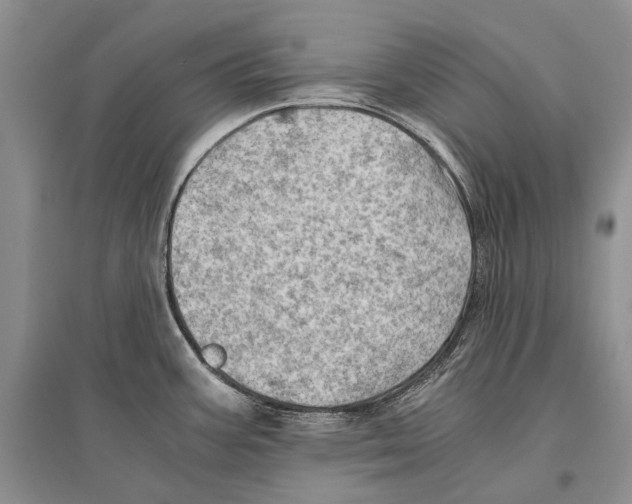 X0000096441387200802211200