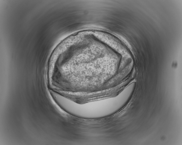 X0000096441391200802211200