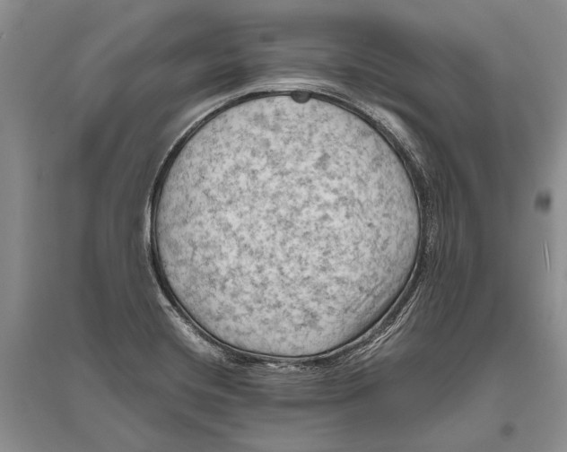 X0000096441420200802211200