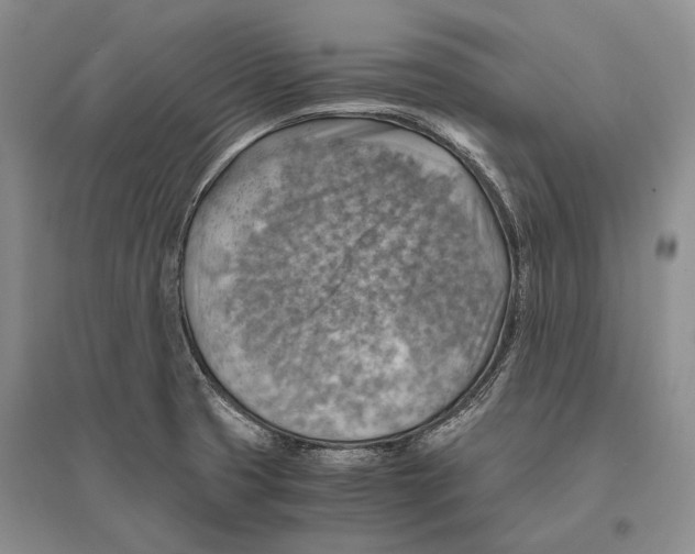 X0000096441425200802211200