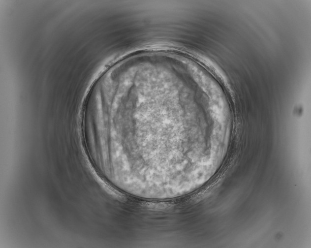 X0000096441429200802211200