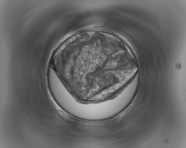 X0000096441434200802211200