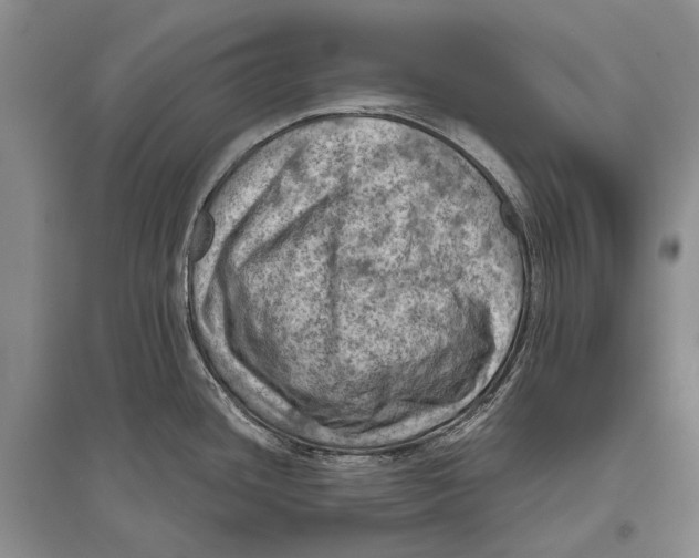 X0000096441436200802211200