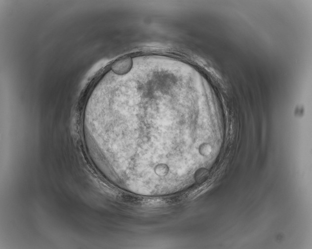 X0000096441454200802211159