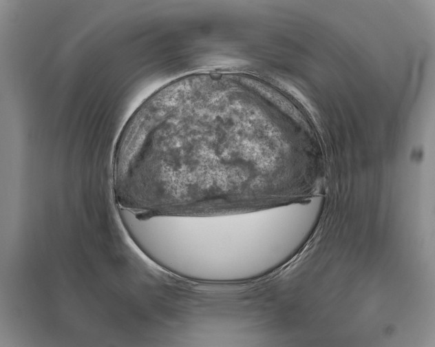 X0000096441487200802211158