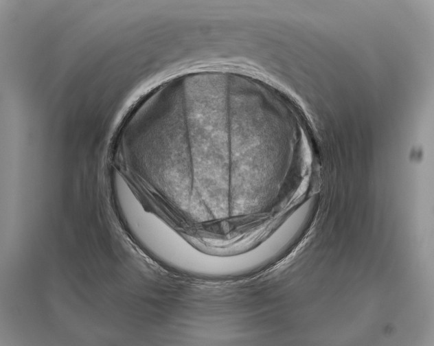 X0000096441506200802211158