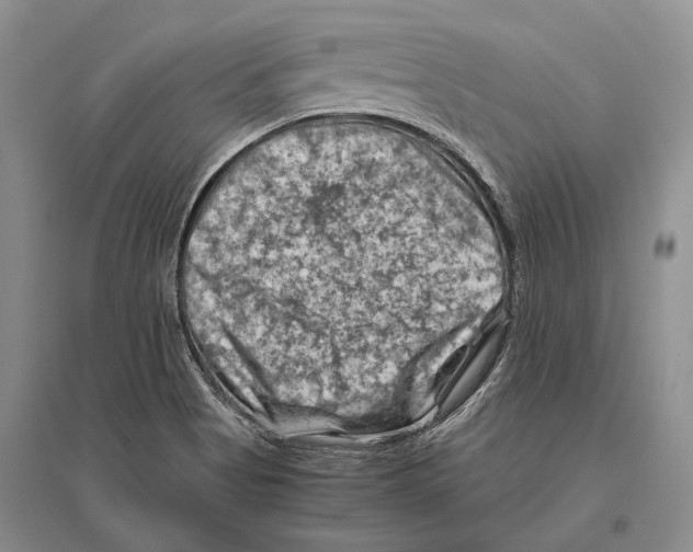 X0000096441513200802211158