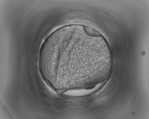 X0000096441525200802211158