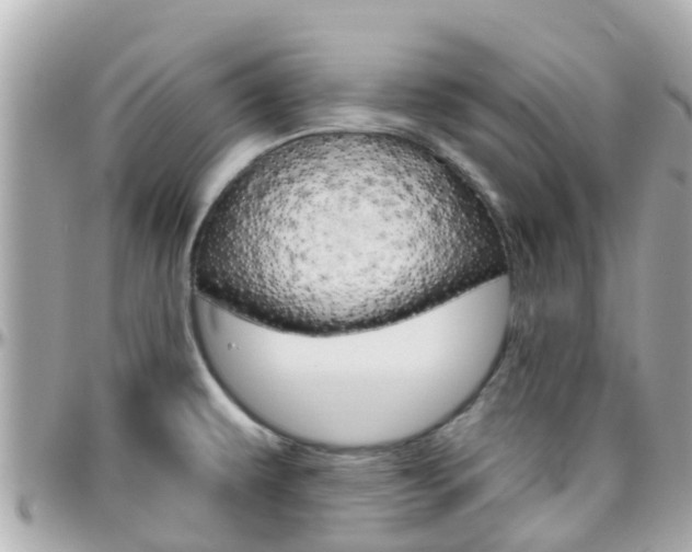 X0000096451479200801241129