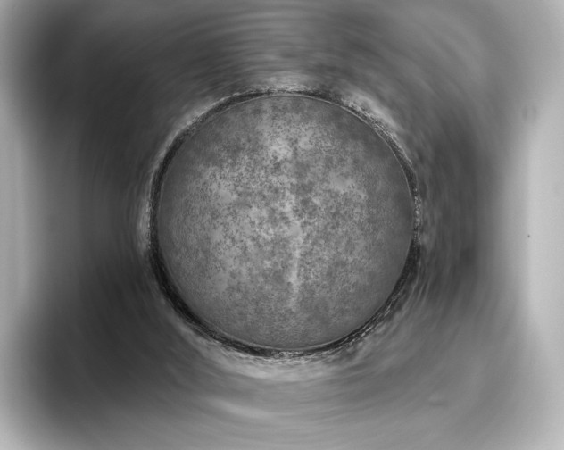 X0000096450012200801241428