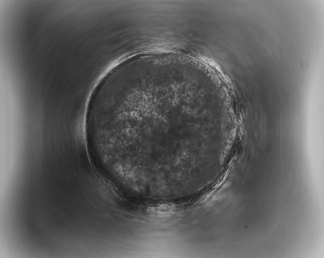 X0000096450196200801241425