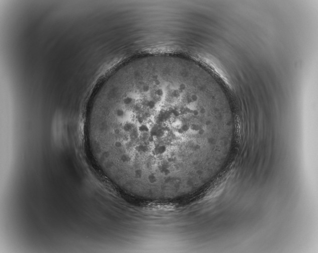 X0000096450491200801241421