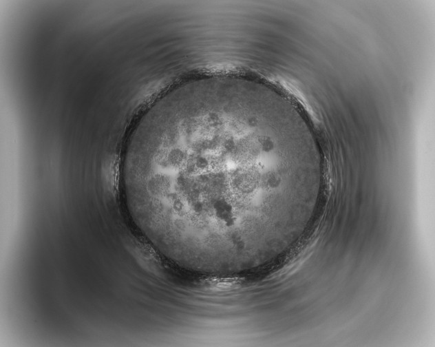 X0000096450495200801241421
