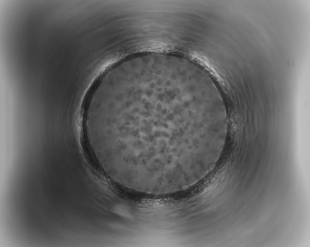 X0000096450679200801241419