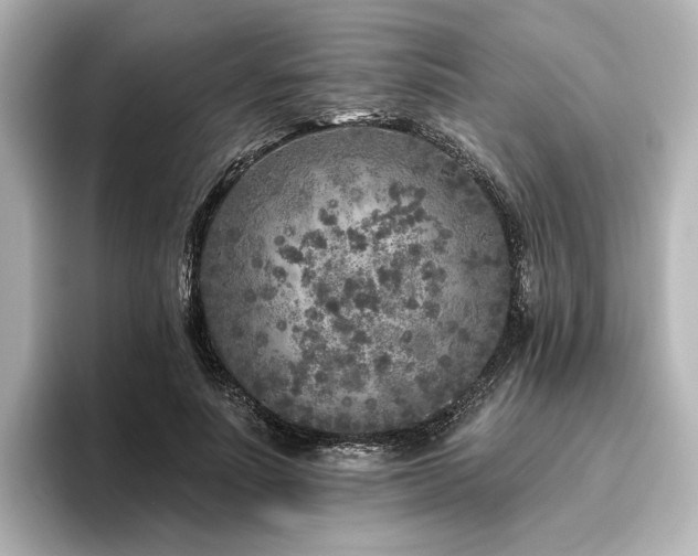 X0000096450691200801241419