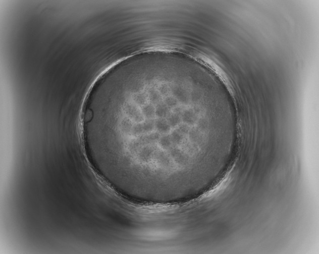 X0000096450779200801241418