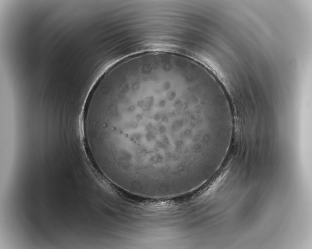X0000096450891200801241416