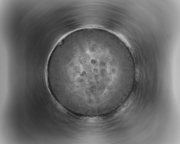 X0000096450895200801241416