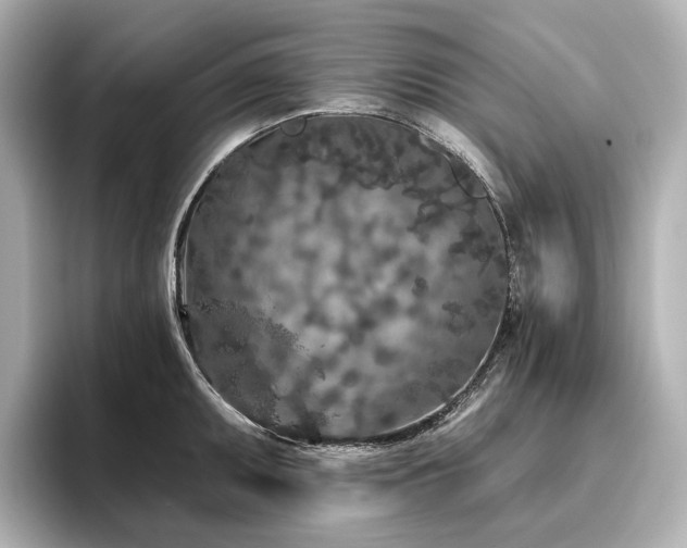 X0000096451095200801241414