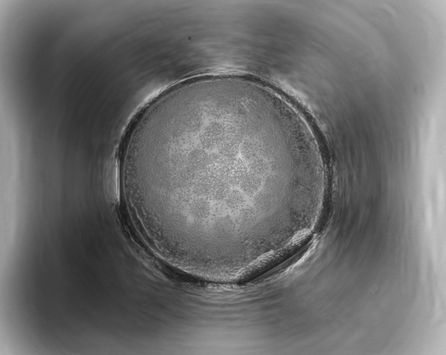 X0000096451171200801241413