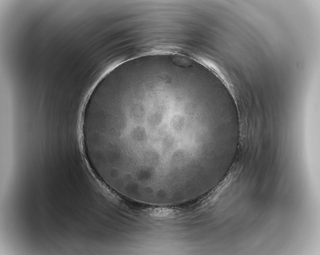 X0000096451235200801241412