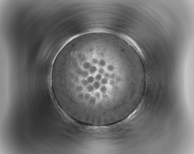 X0000096451244200801241412