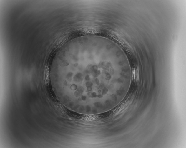 X0000096451251200801241411