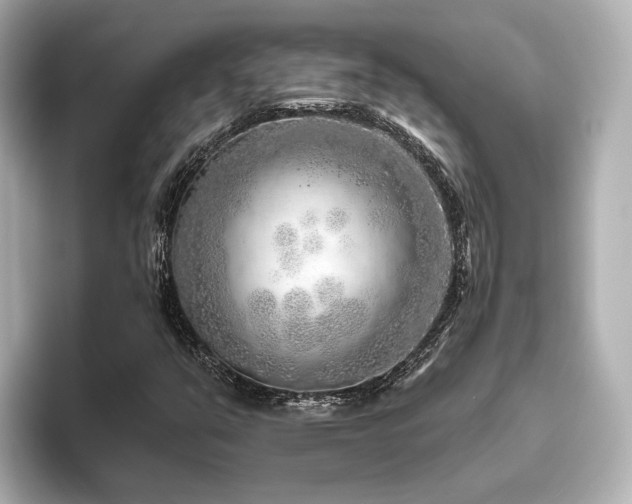X0000096451351200801241410